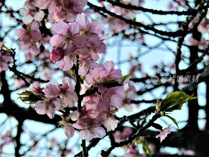 日本。3月。神奇的梅花。