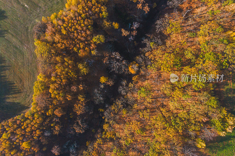 秋季森林无人机摄影。保护大自然。阳光明媚的一天。地球上空飞行。大气环境背景。绿色和黄色的树。十月松树和桦树。混交林