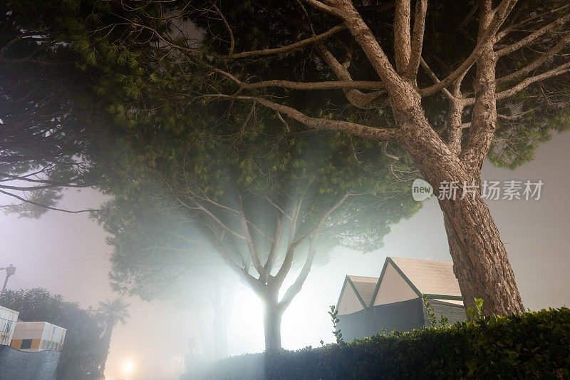 雾夜的美丽树木