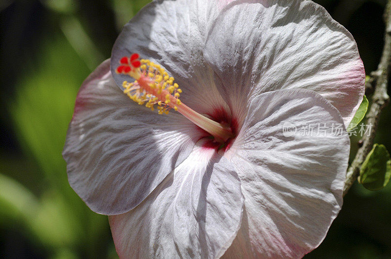 芙蓉，自然之美。