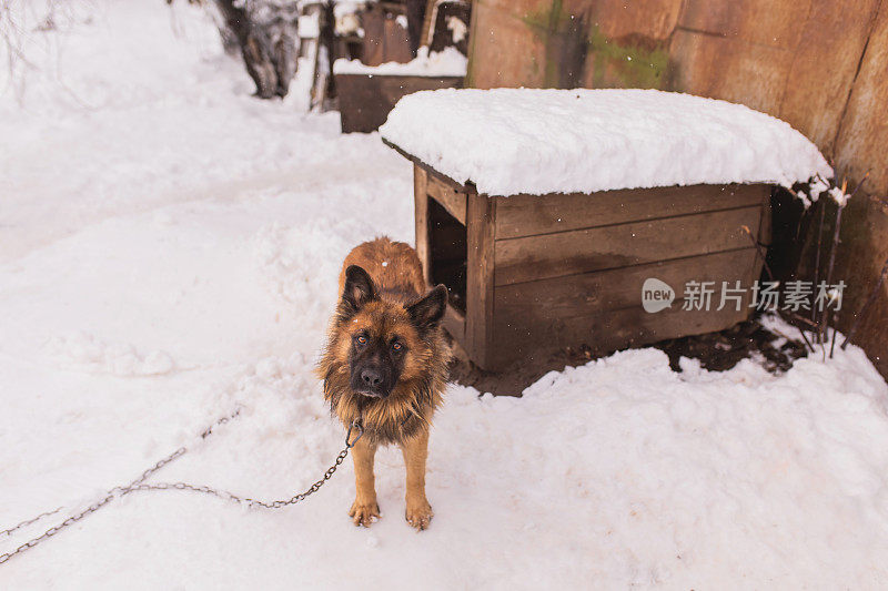雪地上，狗拴在摊位附近的链子上。冬天在户外的动物。寒冷的天气。气候。农场里的宠物