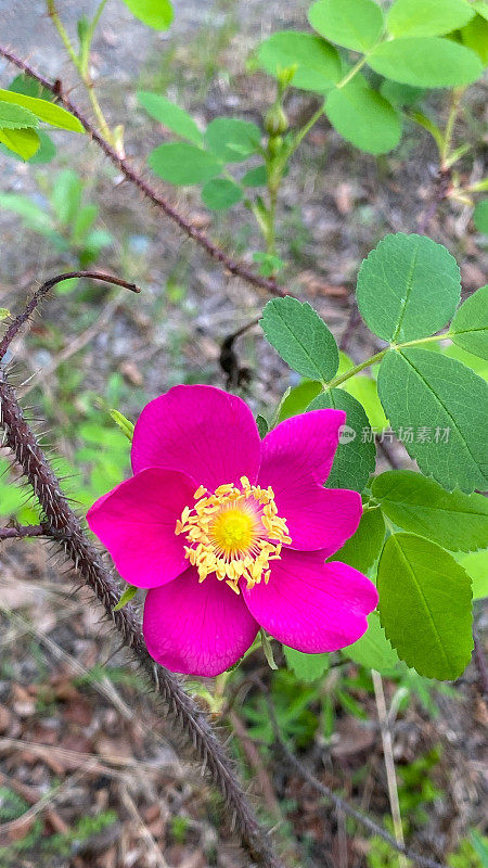 阿拉斯加野玫瑰