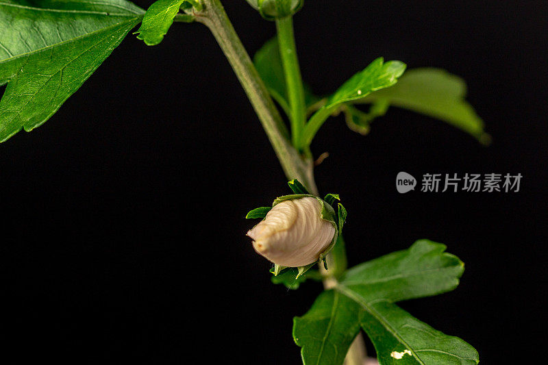 一张芙蓉花在黑色背景上绽放和生长的照片。百合花盛开，芙蓉花蕾绽放。