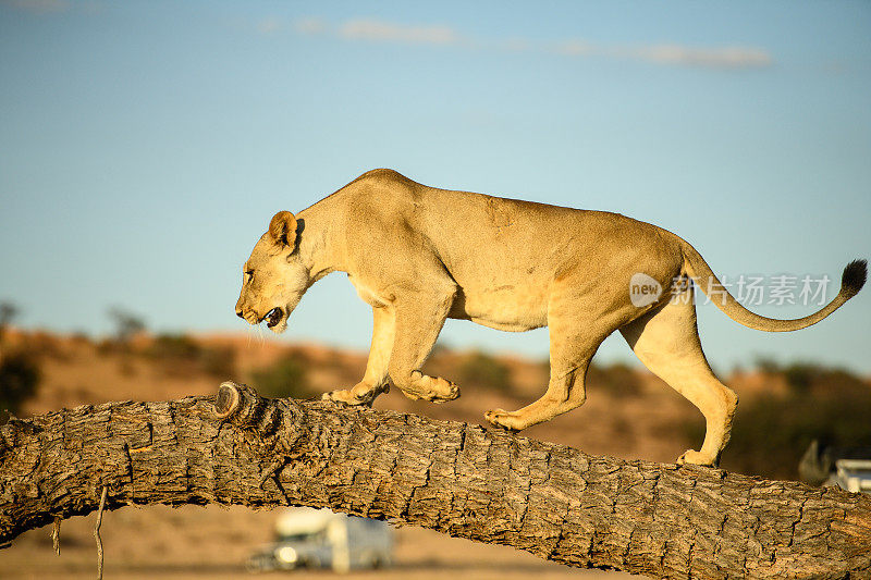 亚成年喀拉哈里狮子走过沙漠树桩