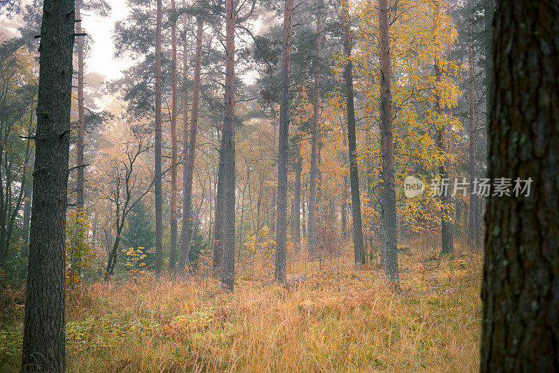 秋天森林里雾蒙蒙的早晨