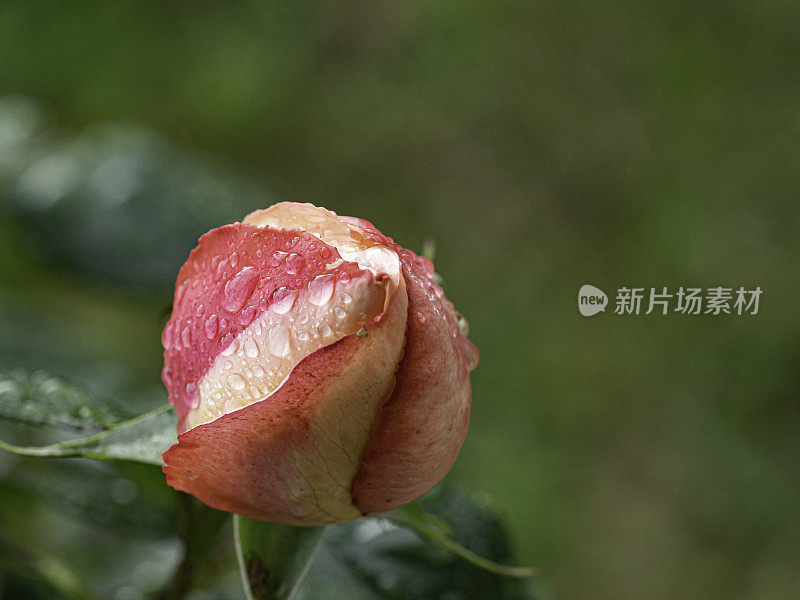 雨中的玫瑰花蕾