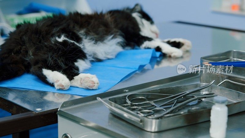 为猫阉割准备的医疗和手术设备的桌子