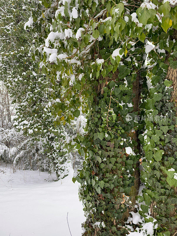 树上爬满了常春藤，撒满了雪