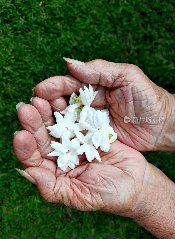 老人手捧茉莉花——绿草背景。