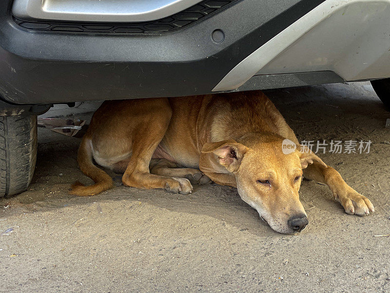 野生的、流浪的、白色和棕色的狗躺在停着的汽车保险杠下的泥土里，印度柏油路上的杂种狗在阴暗处睡觉，这是前景的焦点