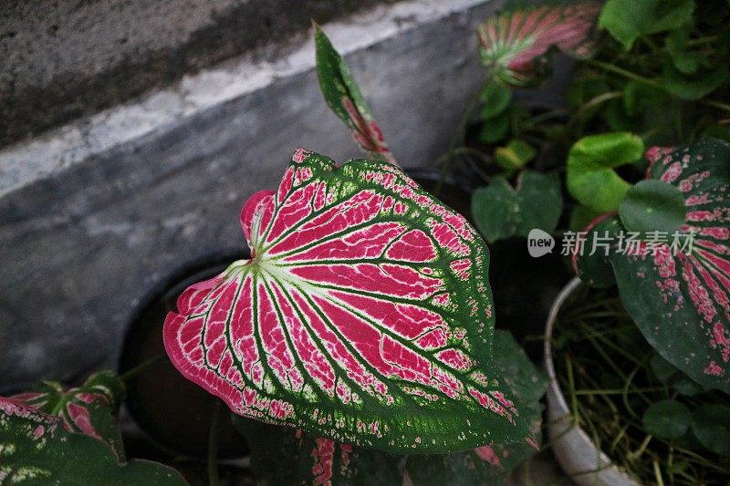 Caladium泰美人或耶稣之心植物。caladium杂交植物的叶片在成熟为粉红色之前呈绿色，叶脉呈绿色和白色的马赛克图案。
