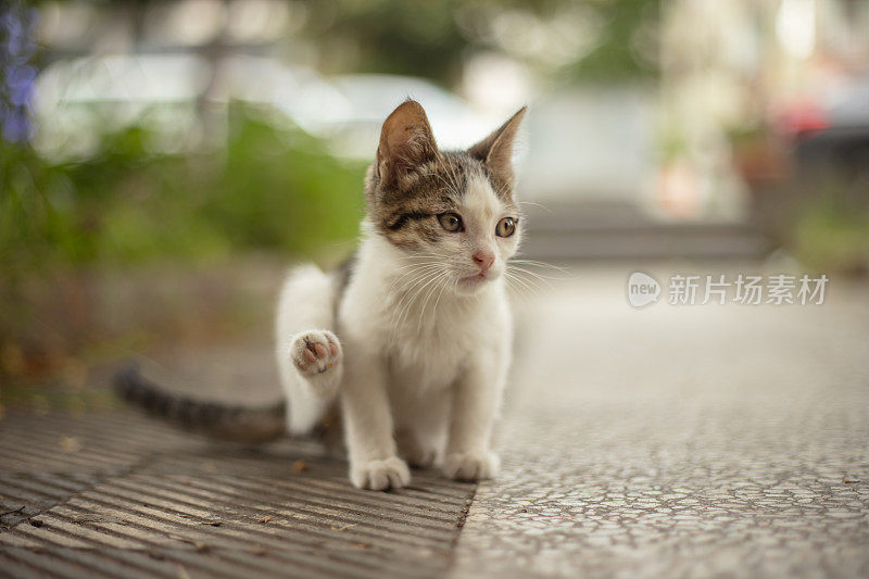 多色的流浪小猫站在街中央。