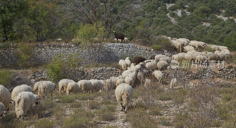 山坡小路上的绵羊和山羊