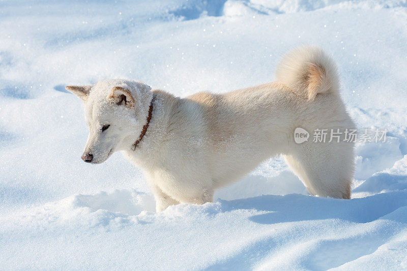 雪中的柴犬