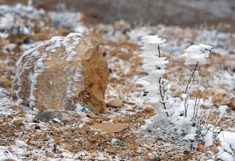 植物作为冰雕，佩特拉到亚喀巴山路，约旦