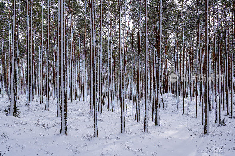 冬天里里加附近的松林