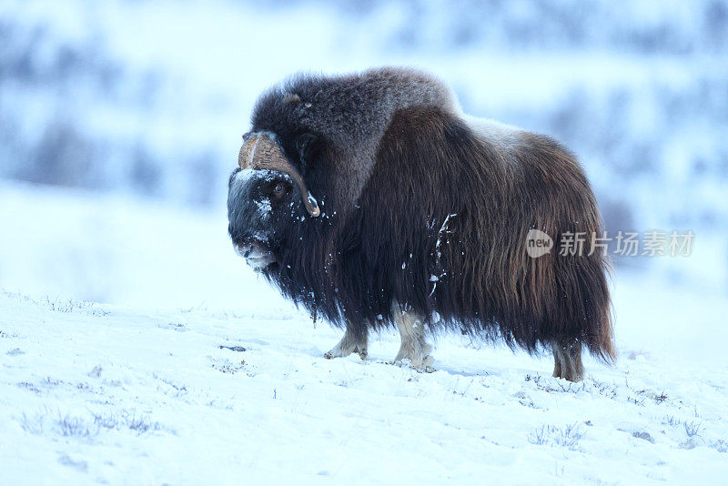 冬天的麝牛在Dovrefjell-Sunndalsfjella国家公园挪威