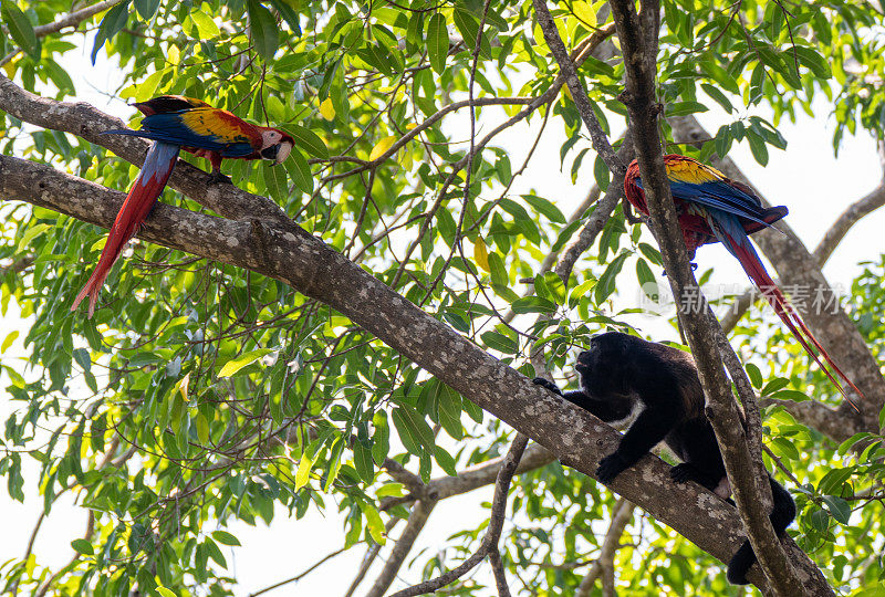哥斯达黎加太平洋海岸曼努埃尔·安东尼奥国家公园的野生猩红金刚鹦鹉热带鸟类和吼猴