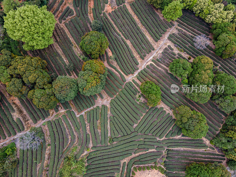 茶园和周围树木的鸟瞰图