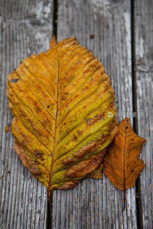 秋天落叶黄橙木背西雅图华盛顿
