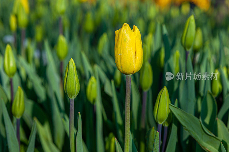 城市公园里黄色的郁金香花