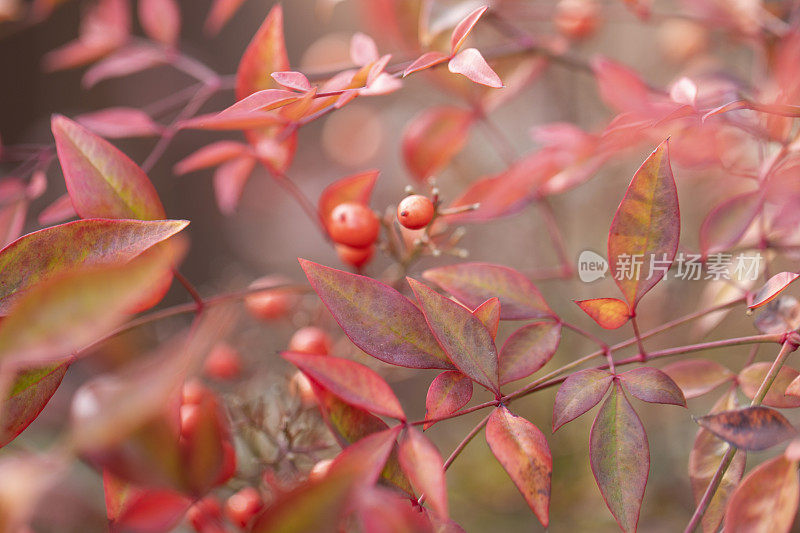 彩色抽象背景