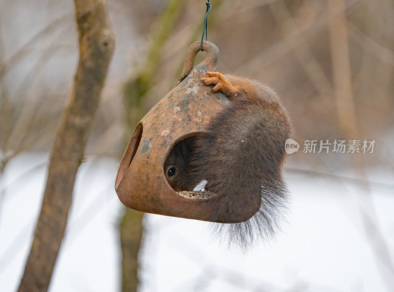 一只松鼠在喂鸟器里，挪威奥斯陆