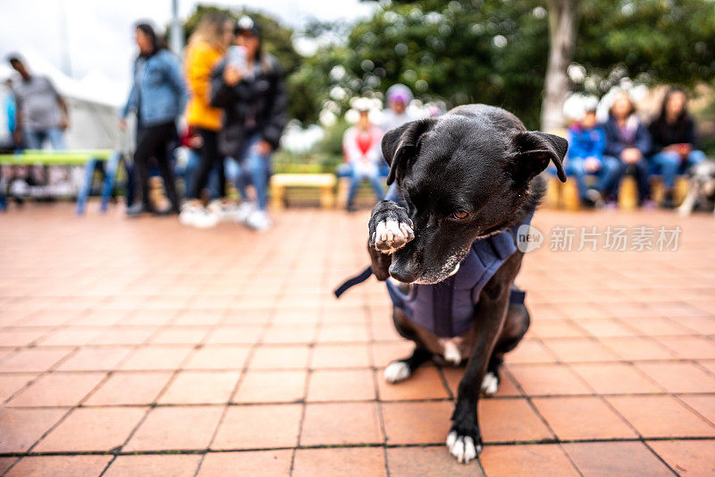 狗在户外