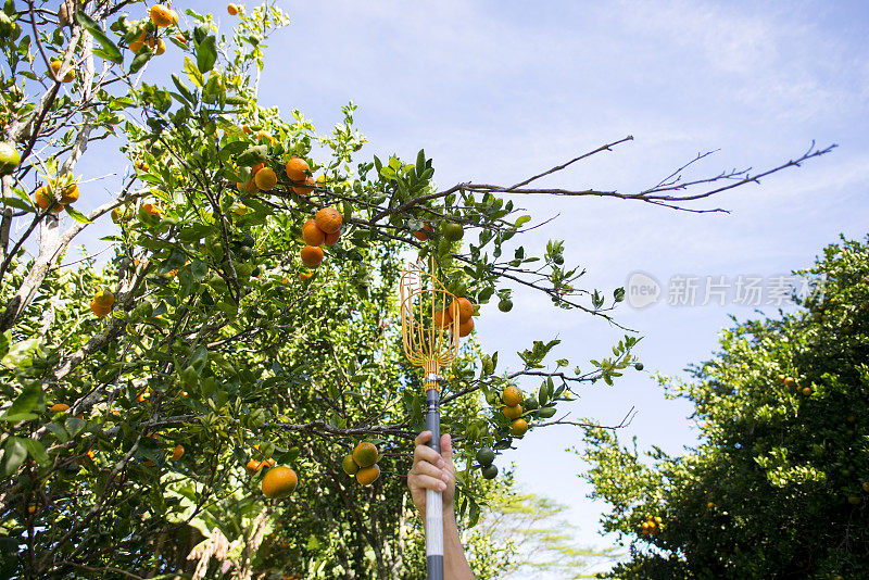 没有什么比夏威夷树上摘的新鲜橙子更好的了