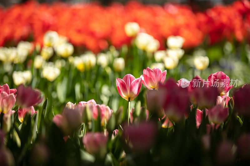 郁金香花园。