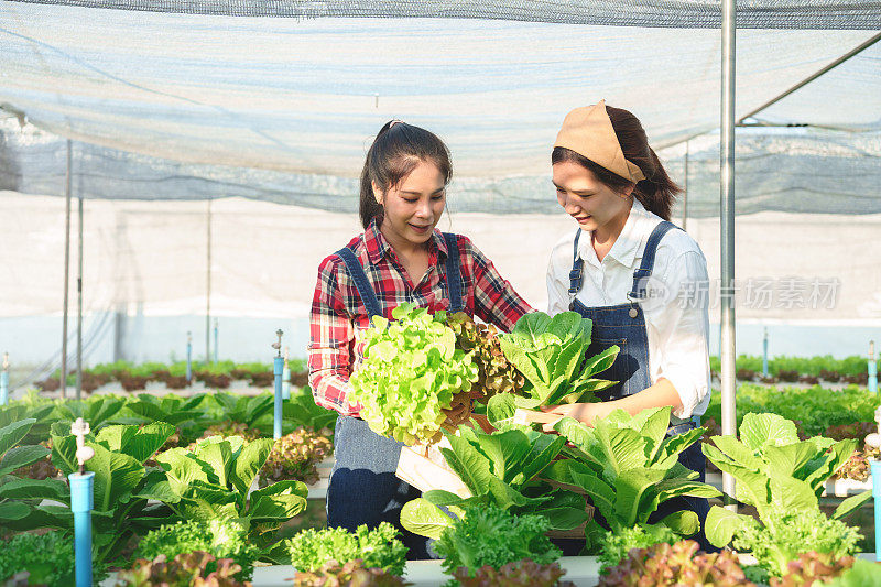 快乐的年轻成年农民，小企业主，带着木桶和伙伴一起在温室里收获水培蔬菜。