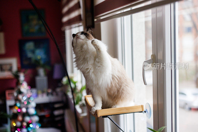 漂亮的布娃娃猫坐在圣诞节装饰客厅的窗户上玩耍