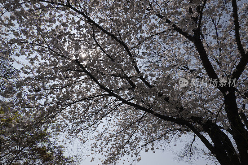 韩国樱花雨，首尔美丽浪漫。