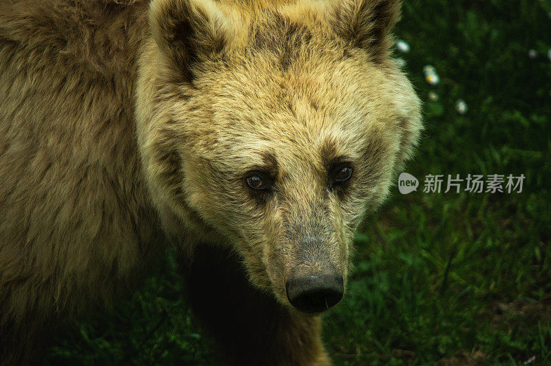 野熊特写肖像