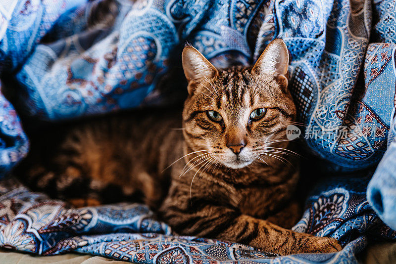 灰棕色的猫躺在他自己做的羽绒被洞的床上