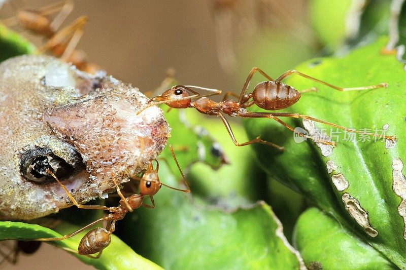 蚂蚁驮蜥蜴到巢——动物行为。