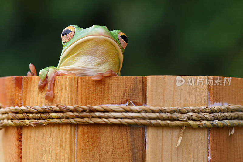 漂亮的树蛙，木桶里的青蛙，树枝上的青蛙，