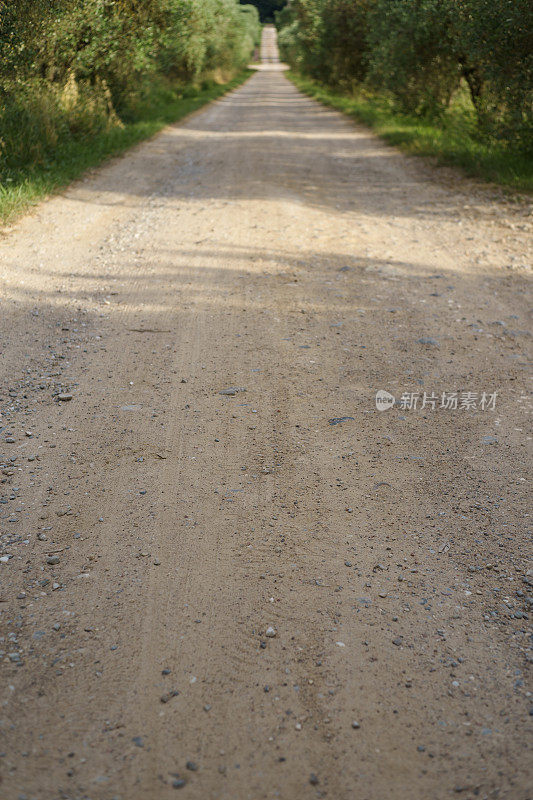 橄榄园之间的土路