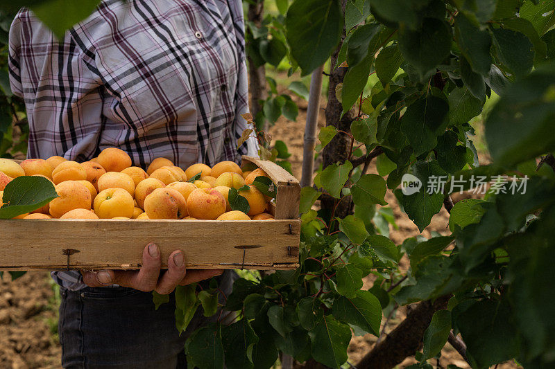 意大利的农业活动:从树上摘杏