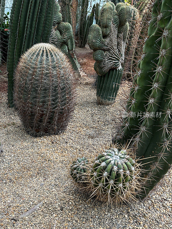 一组刺仙人掌植物品种生长在砾石，砾石仙人掌园床的特写图像，重点在前景