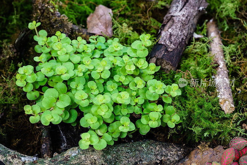 热带植物和苔藓植物