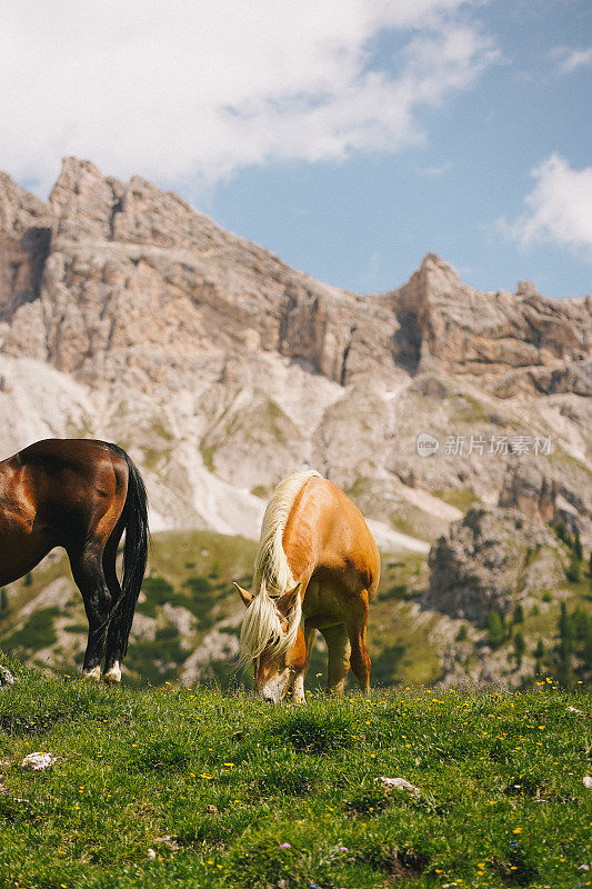 马在草地上放松