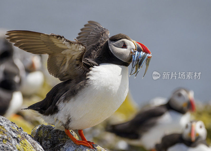 苏格兰五月岛上的一只海雀(北极海雀)