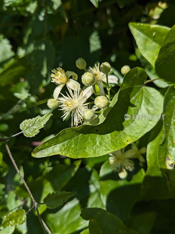 白色花铁线莲