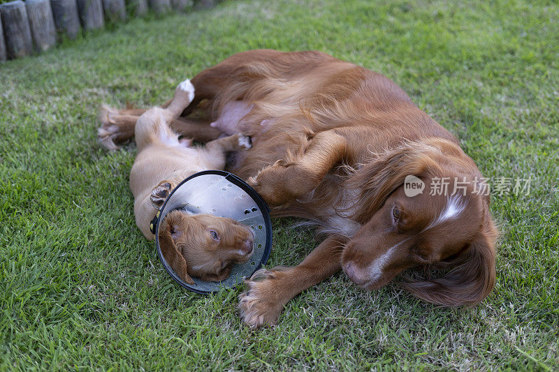 一只可卡犬和它的妈妈