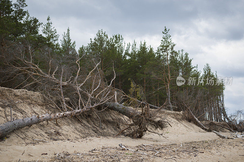 海风吹断海边树木，环保理念