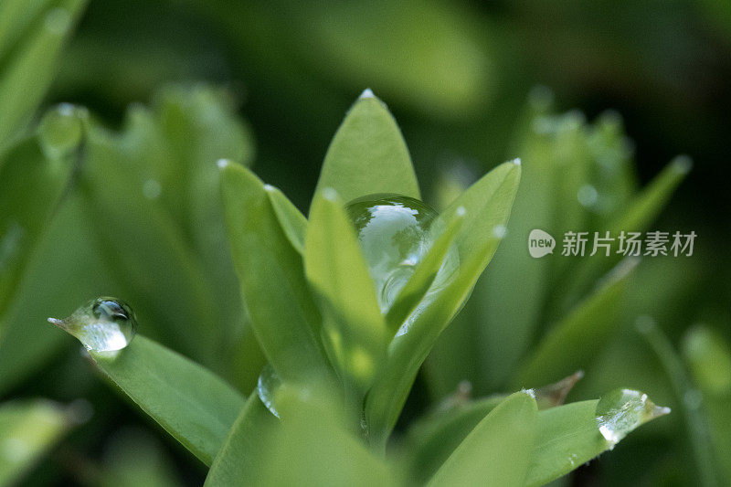 美丽的水滴雨后绿叶宏观