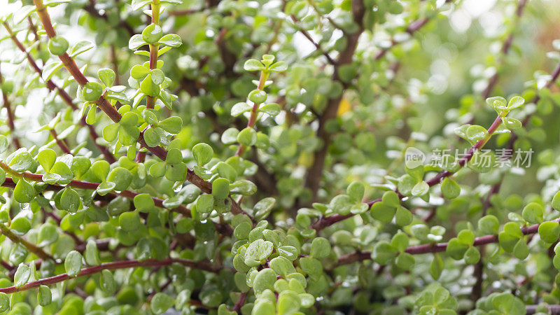 钱在雨下开花