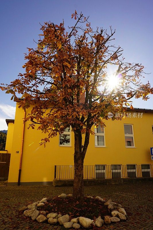 一棵长着黄色秋叶的树。秋天的树在城市。秋天里，城市里一棵孤独的树。太阳透过树上的黄叶照射进来。