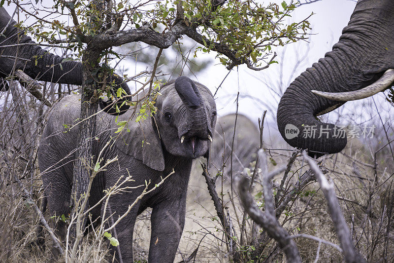 一头小非洲象和象群在树上吃草